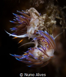 Cratena peregrina by Nuno Alves 